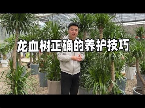 龍血樹品種|龍血樹（龍血鐵）的養護和介紹